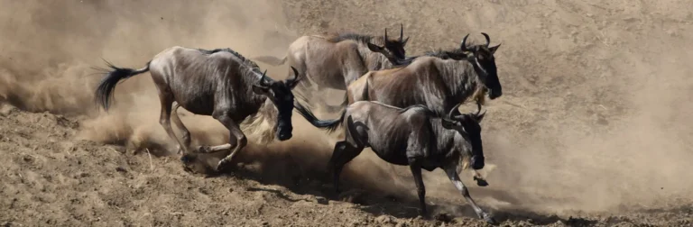 Wildebeests Migration